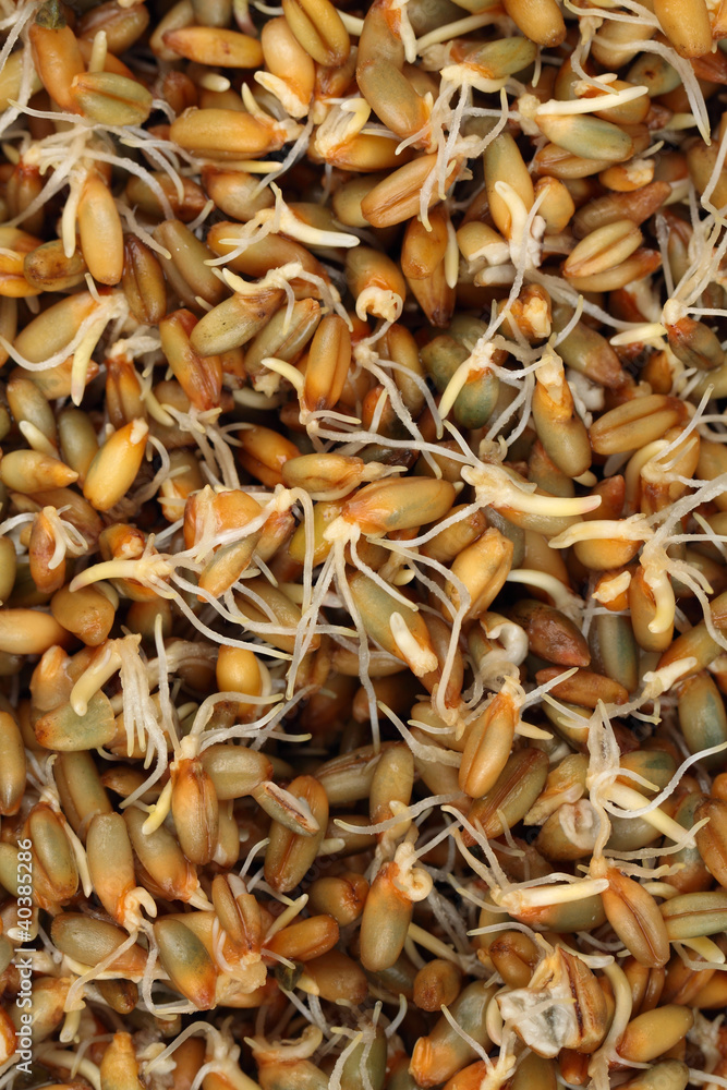 Germinated rye grains as background Germinated rye grains as background