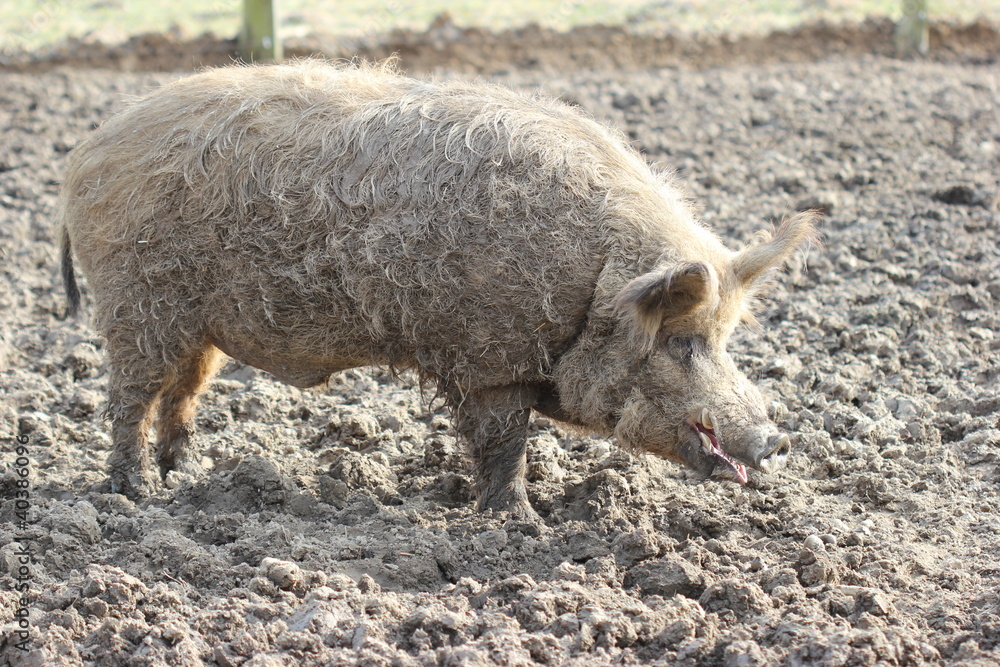 Wollschweineber Wollschweineber