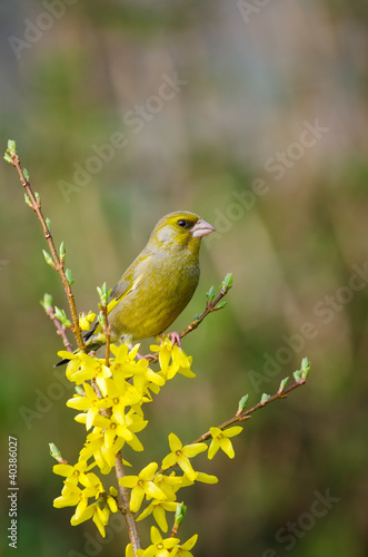 Canvas Print Greenfinch on Yellow flowers