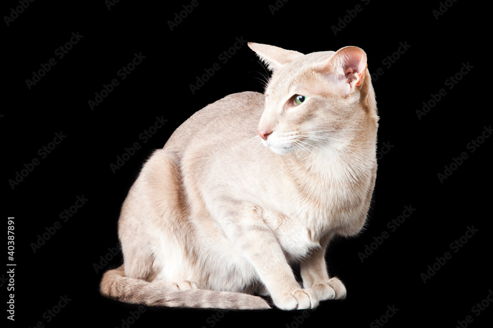 Fototapeta premium oriental cat sitting on black