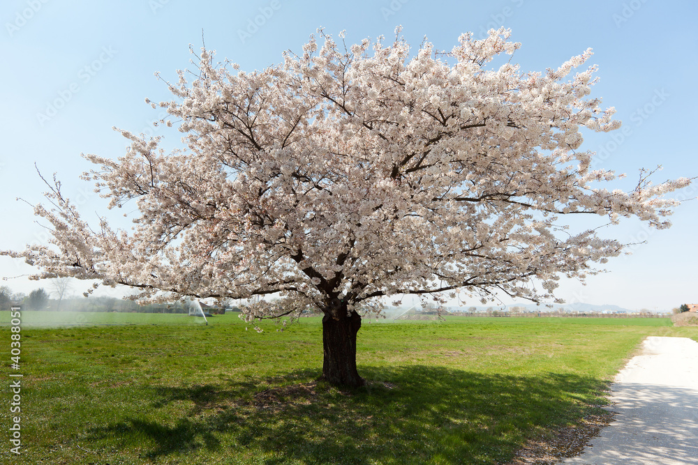 Kirschbaum in voller Blüte Kirschbaum in voller Blüte