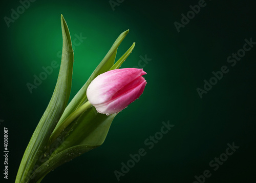 Photography tulip with water drops on dark green background
