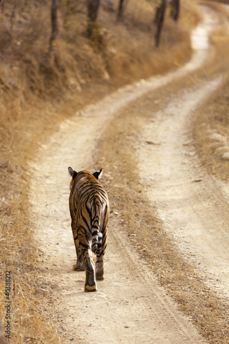 The lone tigeress photo