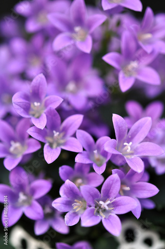 Цветы весной © medwedja