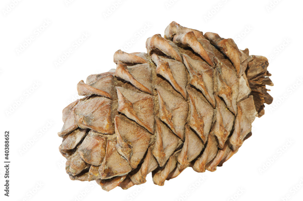 pine cone on white background pine cone on white background