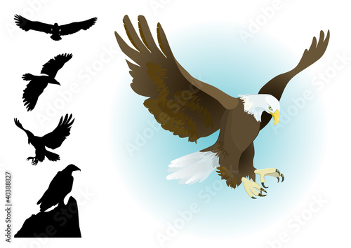 collection of eagles landing,flying, sitting