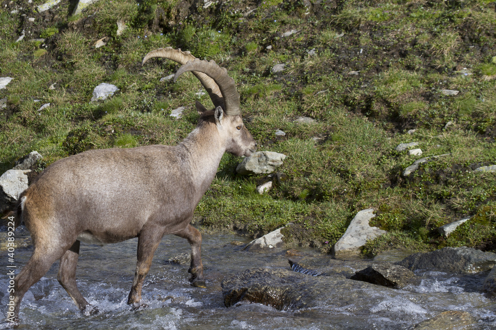 Male ibex in a stream Male ibex in a stream