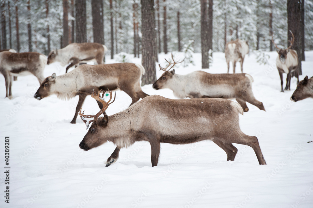 reindeer reindeer