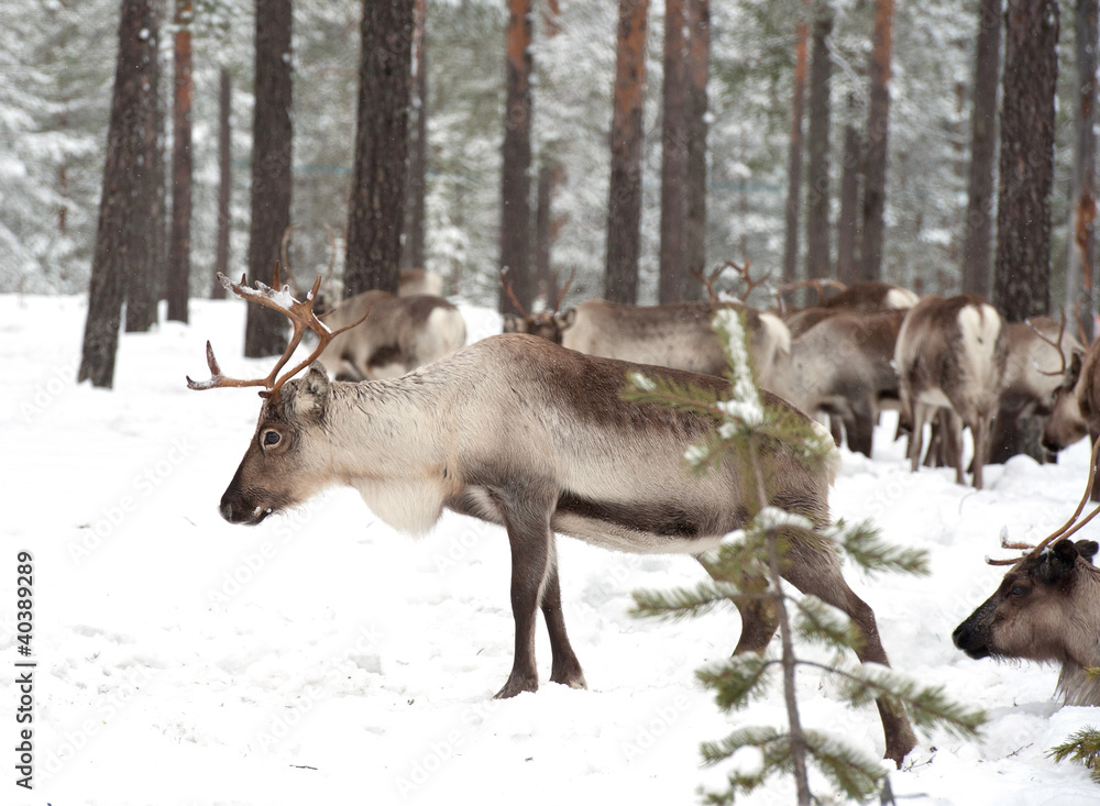 reindeer reindeer