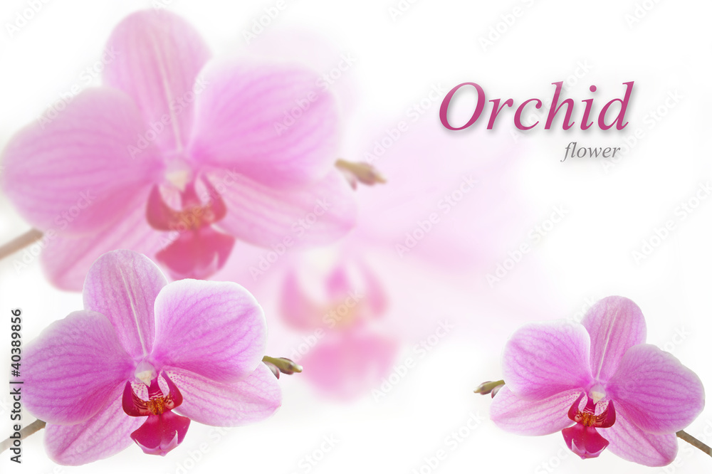 Orchid Flower. Orchid Flower.