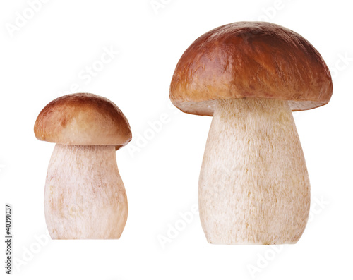 isolated mushrooms