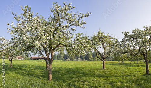 obstbaum in der blüte in bad feilnbach