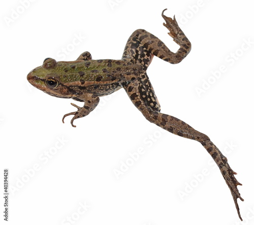 Marsh Frog isolated on white background
