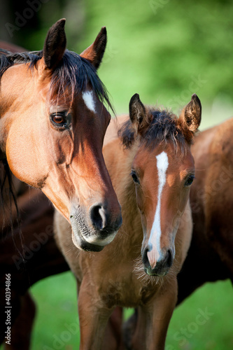 Bay mare with foal in pasture