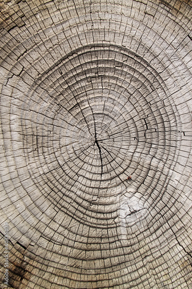 Fototapeta premium close-up wooden cut texture