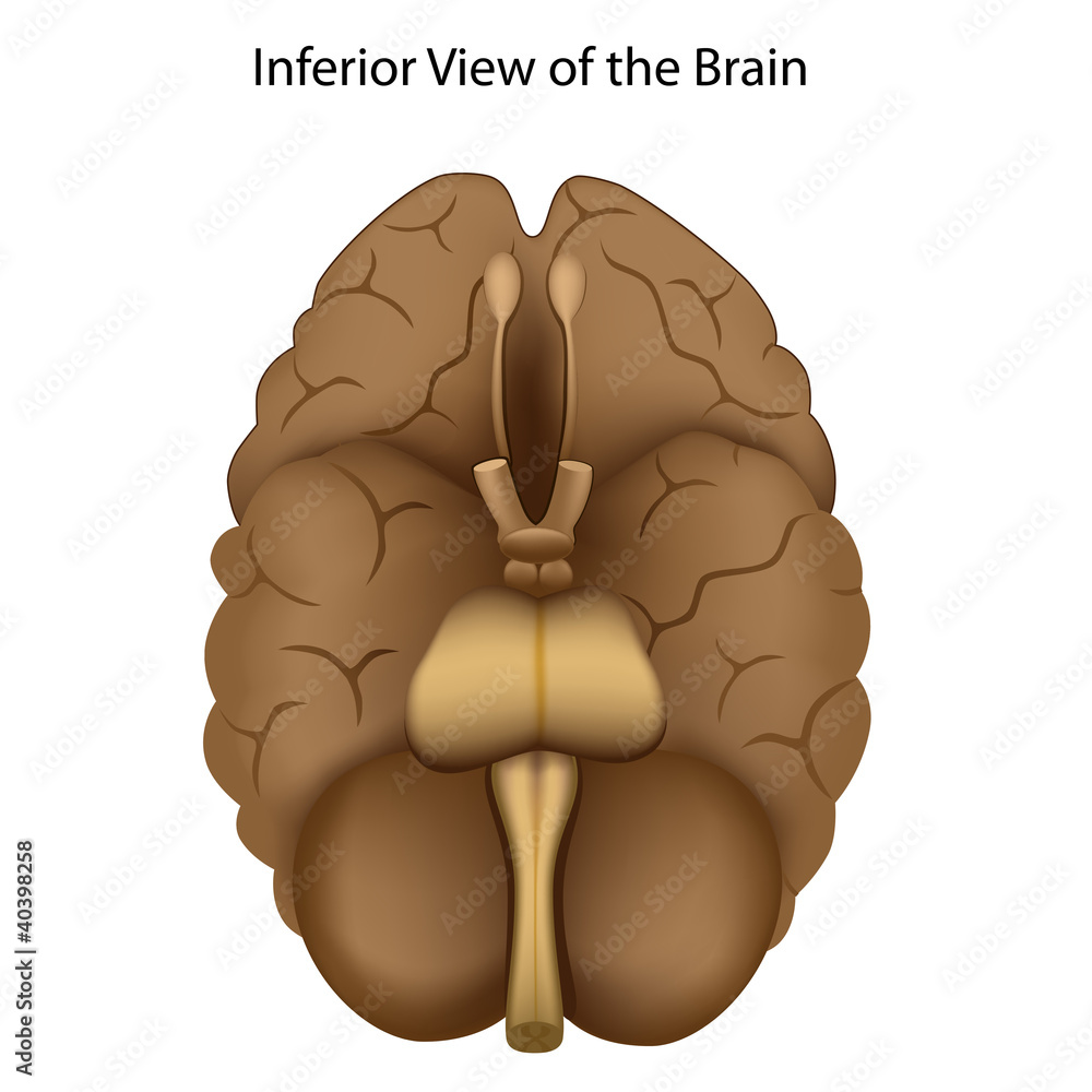 Base of the brain, eps8
