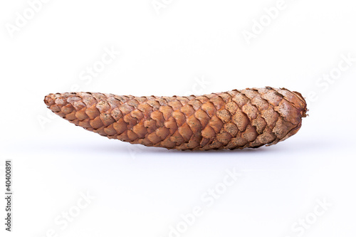 Pine cone isolated on white
