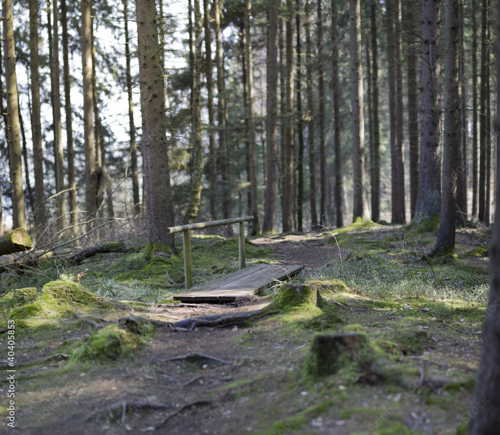 steg im wald steg im wald