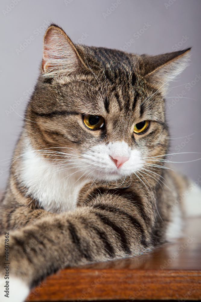 Domestic Cat Domestic Cat