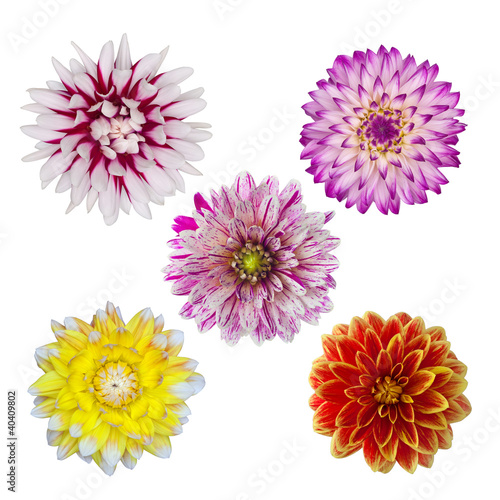 Billede på lærred collection of five dahlia daisies isolated on white background