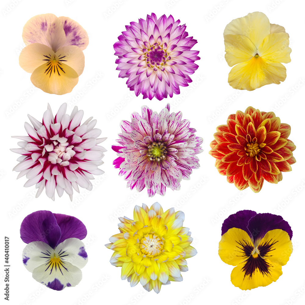 collection of dahlia daisies and pansies isolated on white backg collection of dahlia daisies and pansies isolated on white backg