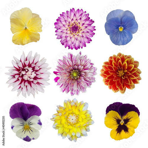 Fototapeta Naklejka Na Ścianę i Meble -  collection of dahlia daisies and pansies isolated on white backg