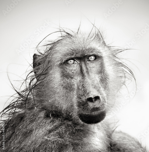 Wet Baboon portrait photo