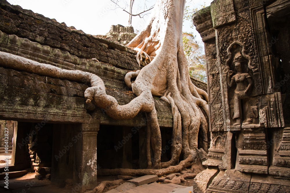 Arbol en Angkor Tomp