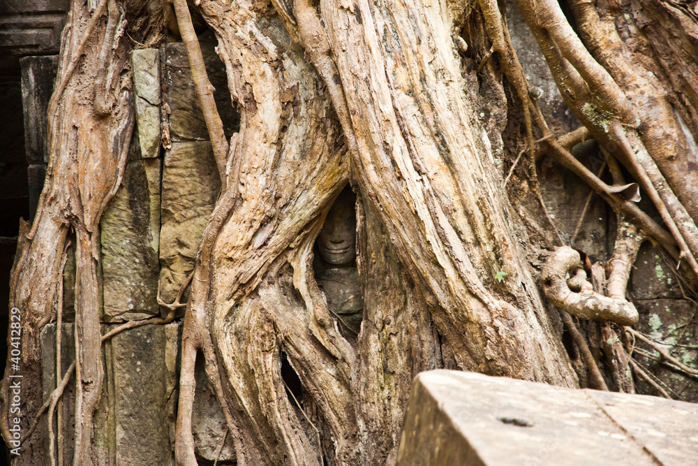 Cara en Angkor Tomb Cara en Angkor Tomb
