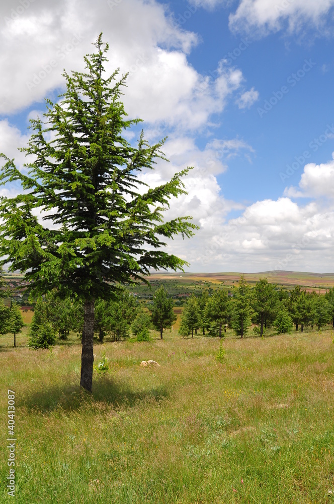 Obraz premium pine tree on meadow under blue sky