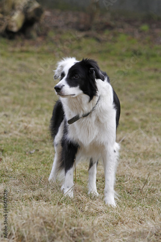 Border Collie © Antje Lindert-Rottke