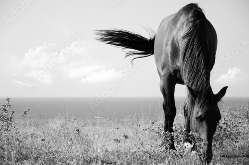 Black and white picture of horse