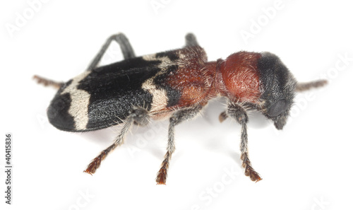 Ant beetle, thanasimus formicarius isolated on white background