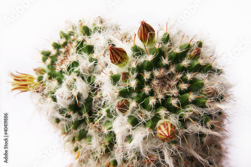 Cactus - Mammillaria
