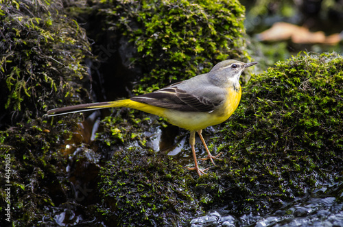 Grey Wagtail (Motacilla cinerea)