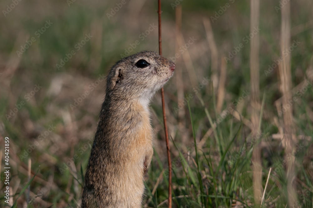 Fototapeta premium Ziesel