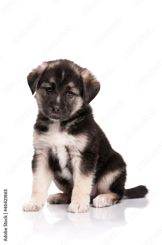 Cute puppy Cute puppy