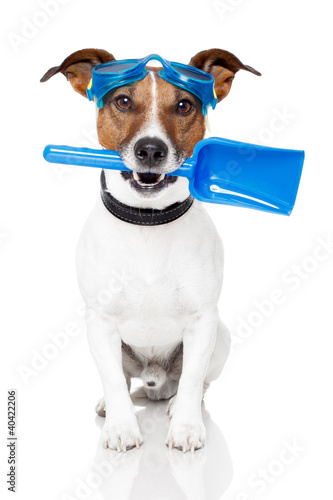 dog with goggles and a shovel © Javier brosch