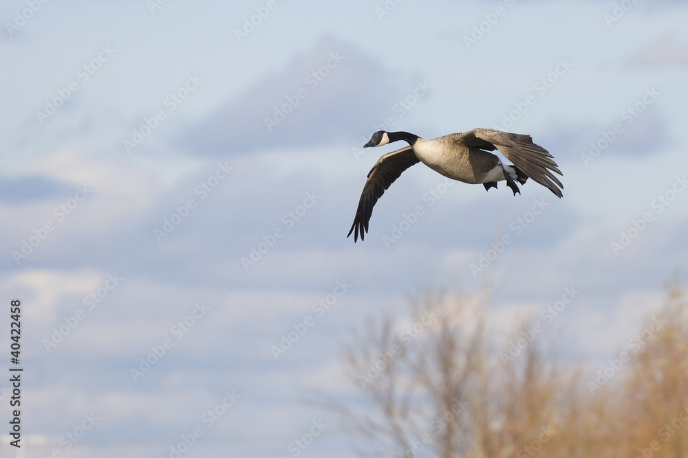 Landing Goose