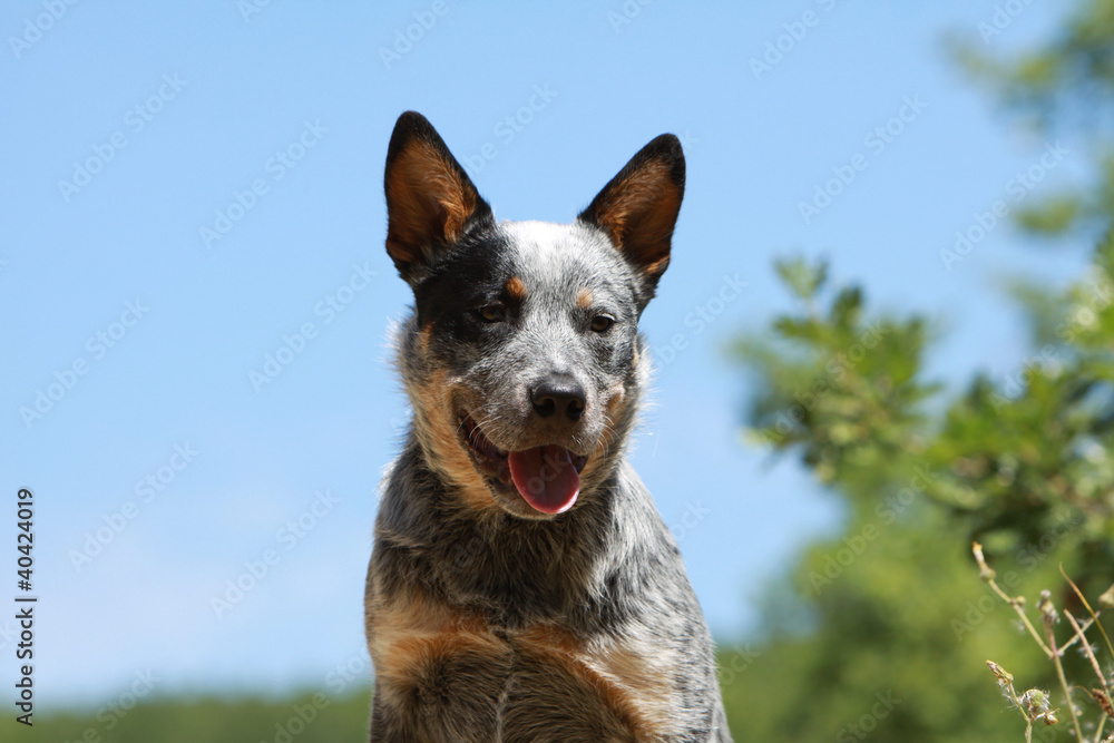 gentillesse de l'australien cattle dog - portrait gentillesse de l'australien cattle dog - portrait