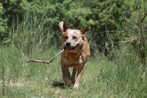 bouvier australien en course avec un bout de bois © Dogs
