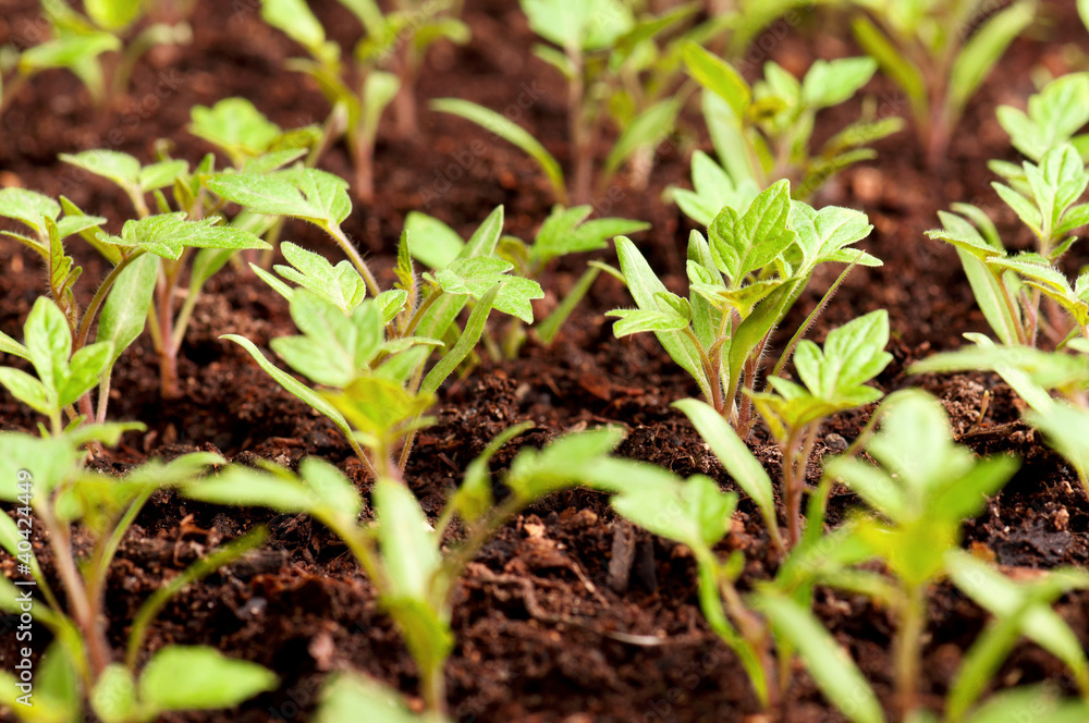 Green seedling Green seedling