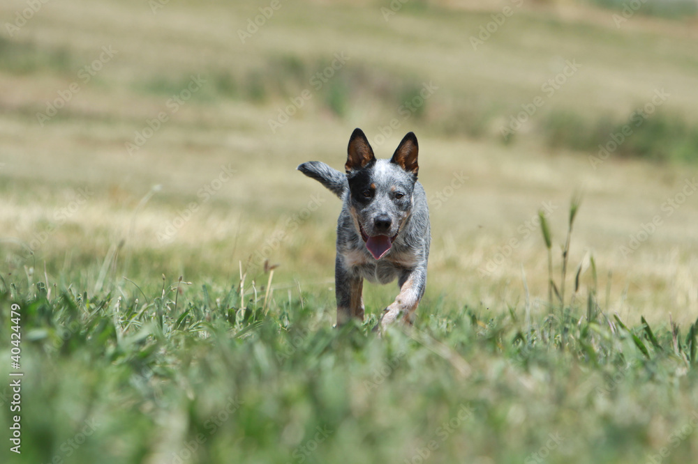 course de face de l'australian cattle dog course de face de l'australian cattle dog