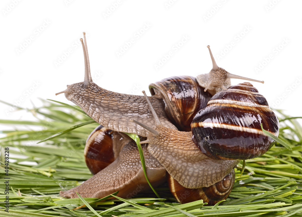 Garden snail (Helix aspersa) Snails source of protein Garden snail (Helix aspersa) Snails source of protein