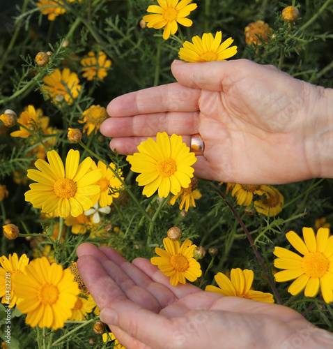 Yellow daisies and women's hands