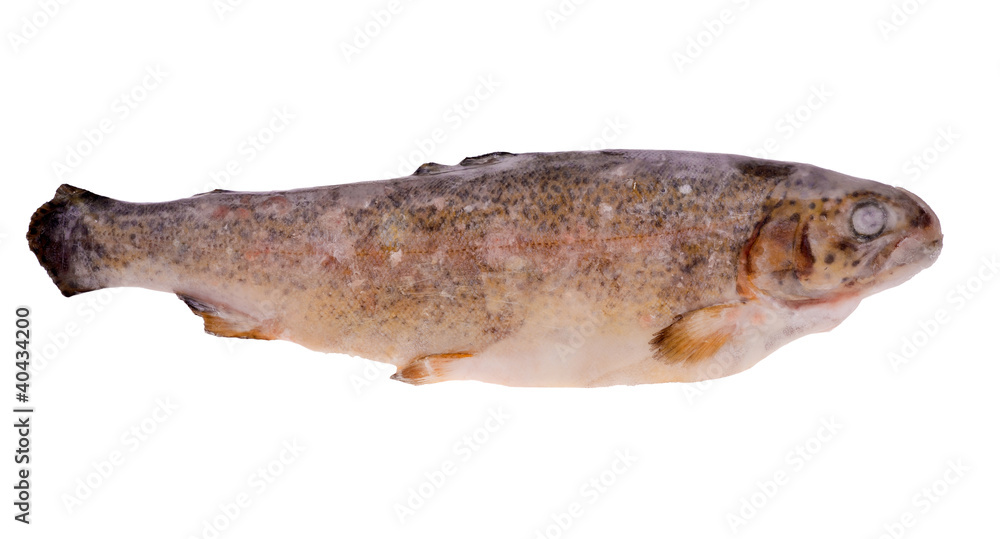 single frozen trout isolated on white single frozen trout isolated on white