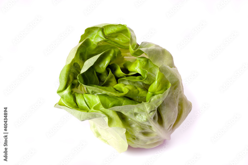 Fresh butterhead lettuce Fresh butterhead lettuce