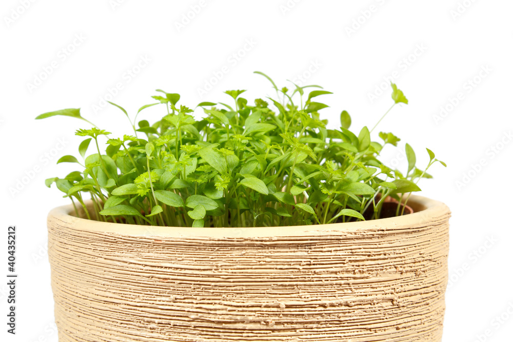 Naklejka premium Spring vegetable in ceramic pot on a white