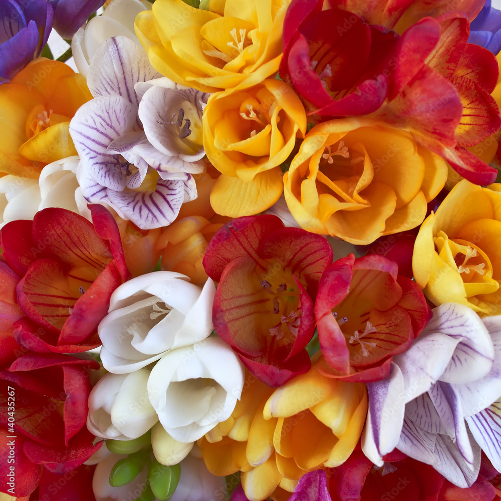 colorful freesias, floral background