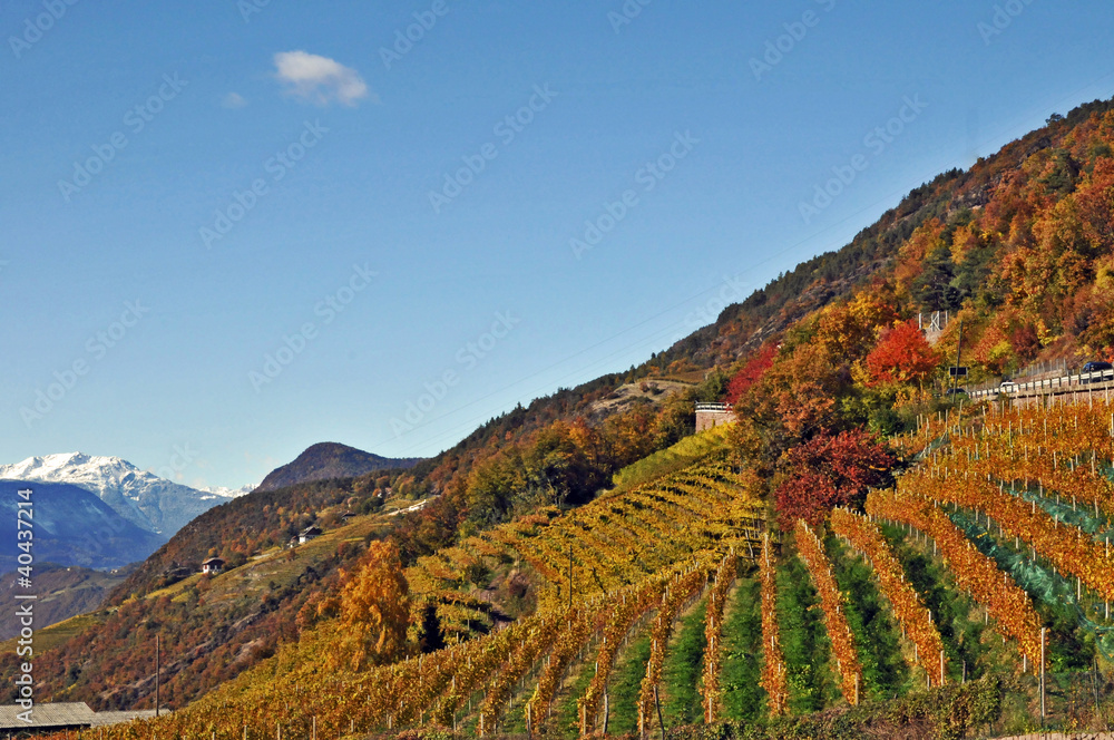 Vigneti dell'Alto Adige,  strada del vino - Renon